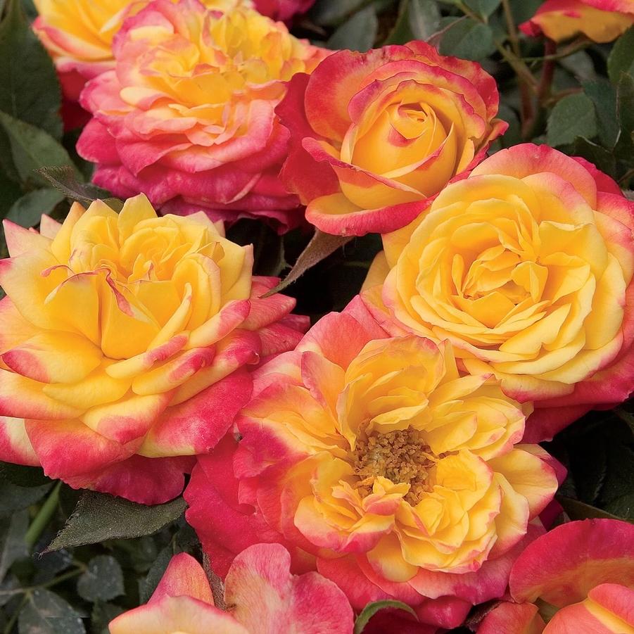 Rosa Sunblaze® Rainbow