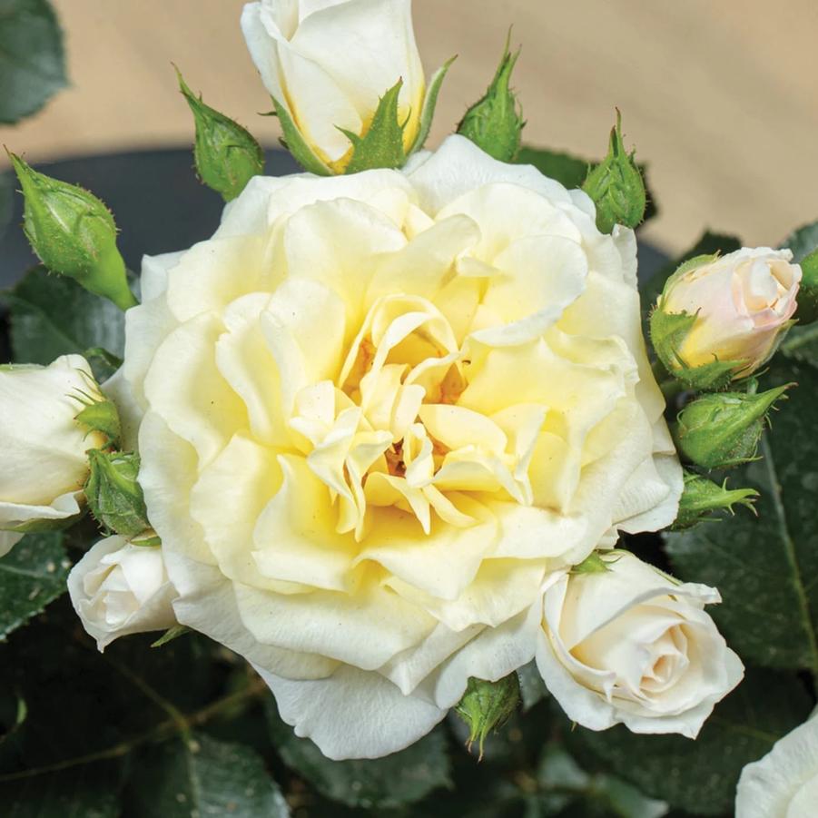 Rosa Sunblaze® Lemon