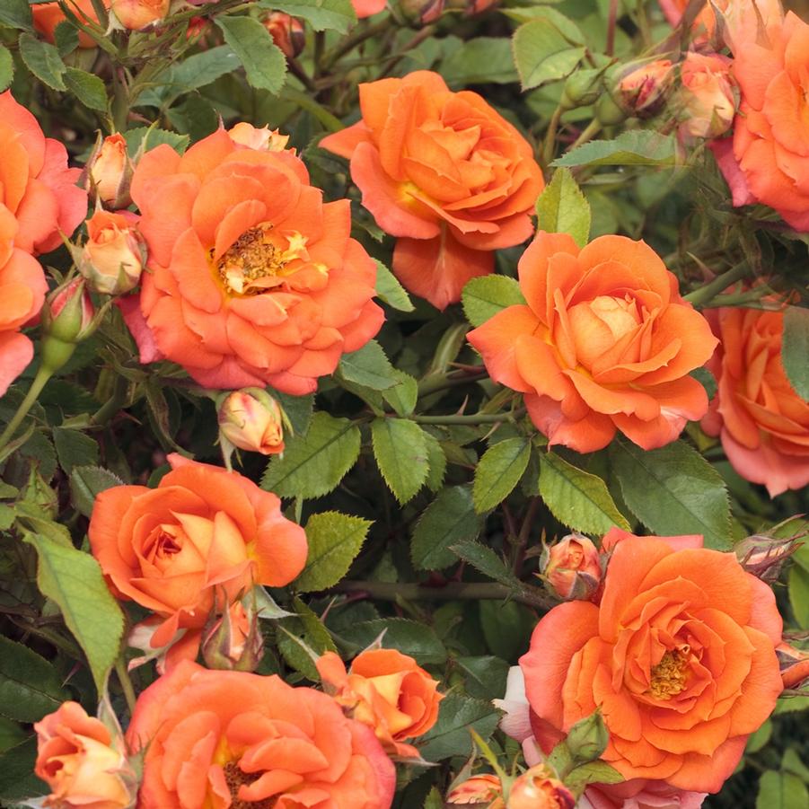 Rosa Sunblaze® Amber