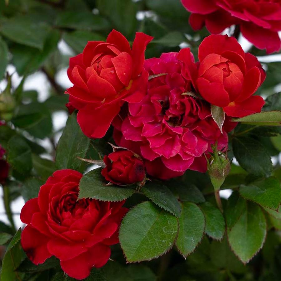 Rosa Sunblaze® Watermelon