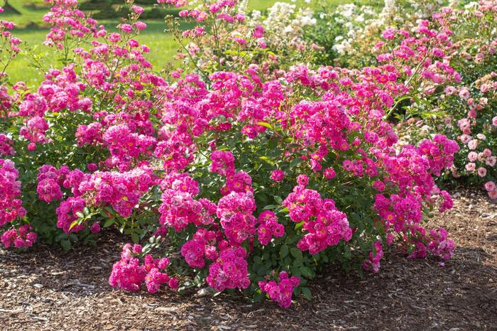 Rosa Pretty Polly® Pink