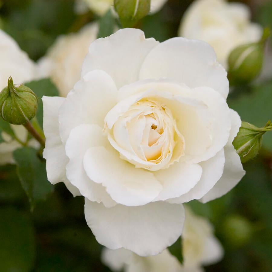 Rosa Easy Elegance® Snowdrift
