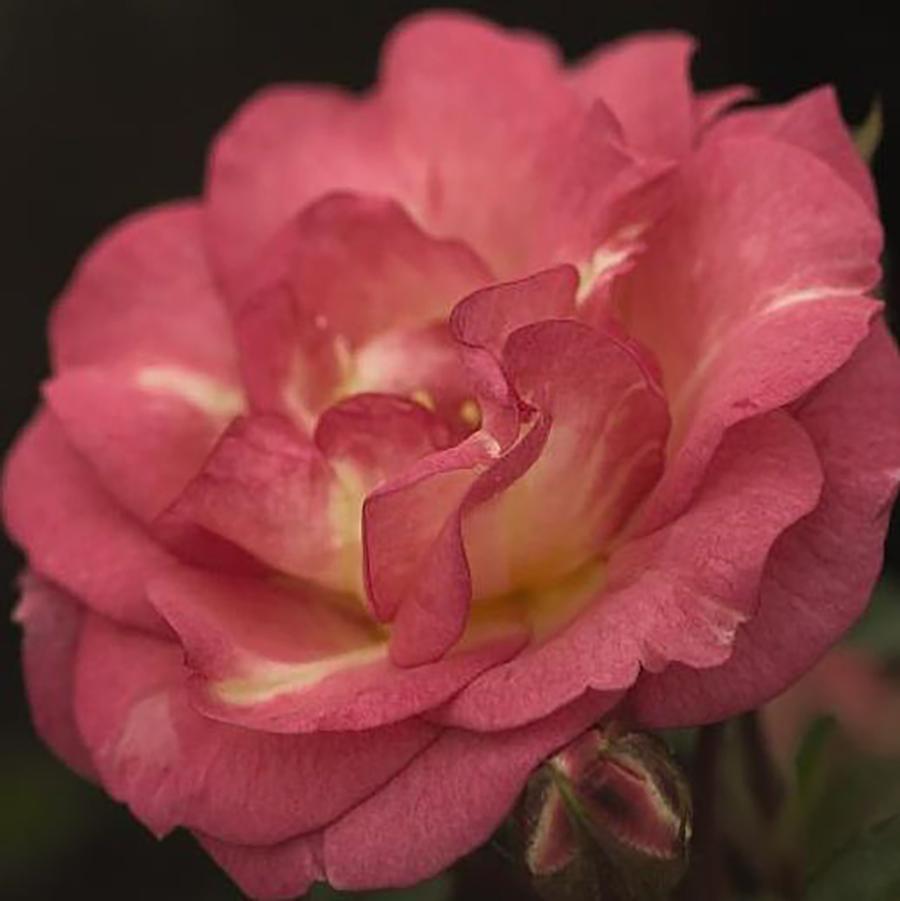 Rosa Easy Elegance® Sunrise Sunset