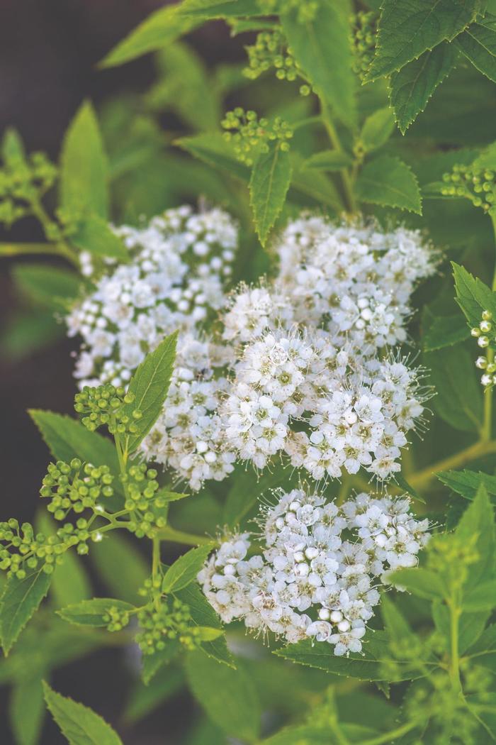 Spiraea japonica Empire® Yeti™