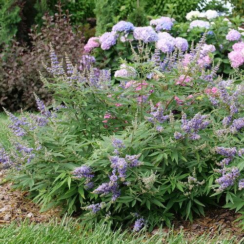 Vitex agnus-castus Rock Steady™