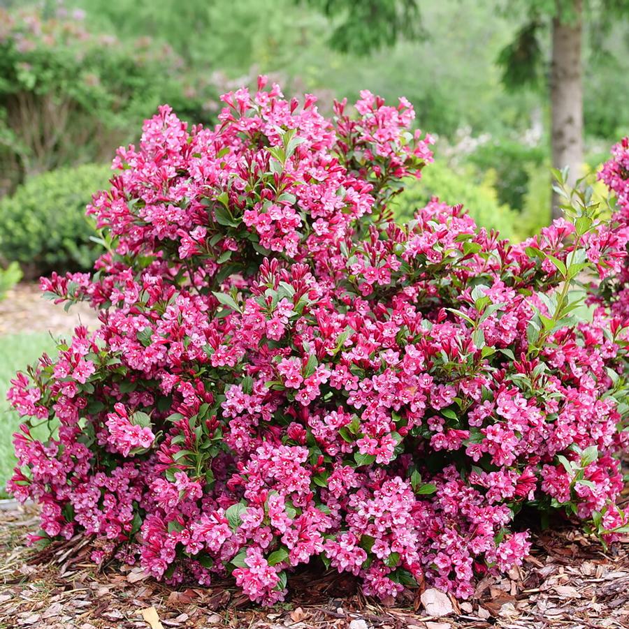 Weigela florida Sonic Bloom® Punch