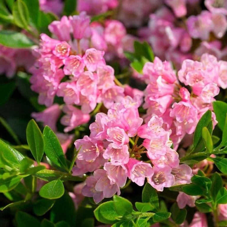 Rhododendron micranthum Bloombux® Magenta