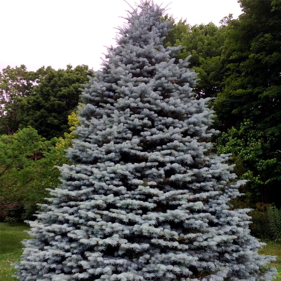 Abies concolor
