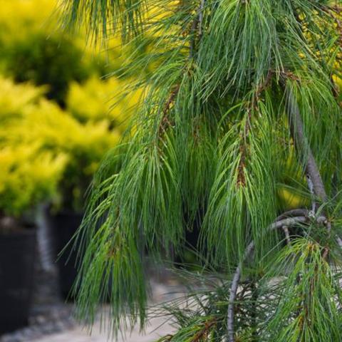 Pinus strobus Angel Falls