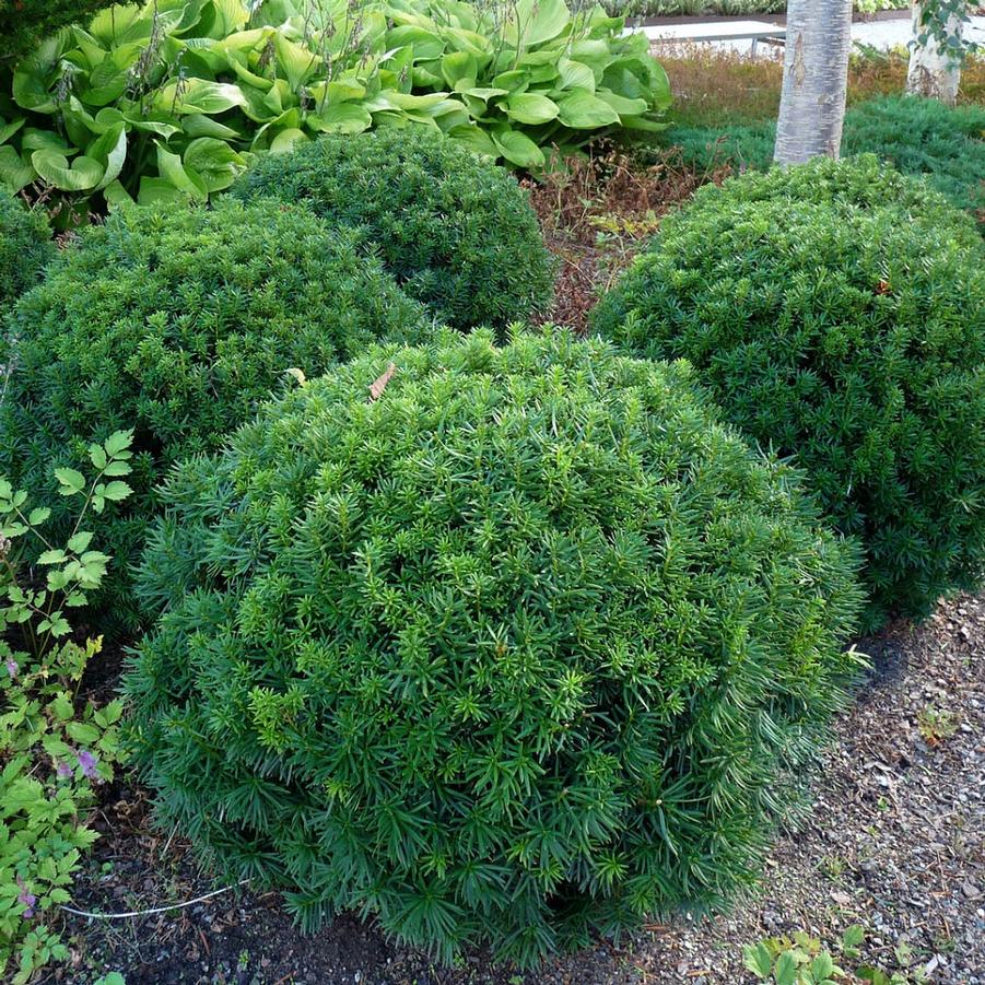 Taxus cuspidata Nana