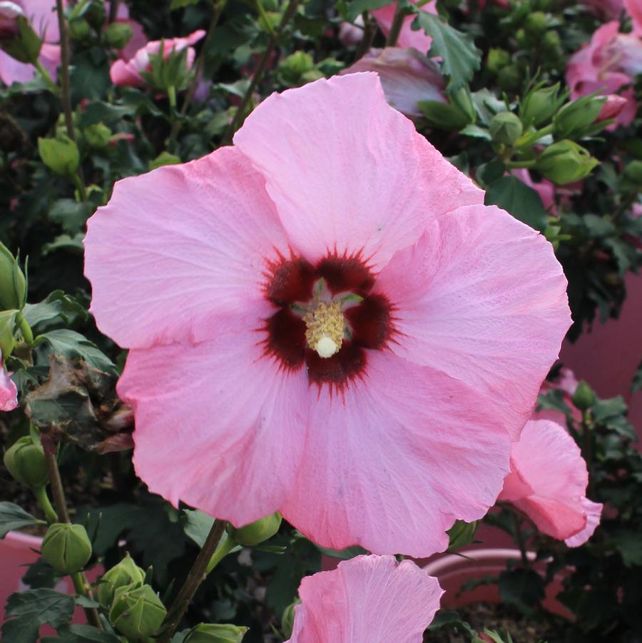 Hibiscus syriacus Aphrodite - Standard