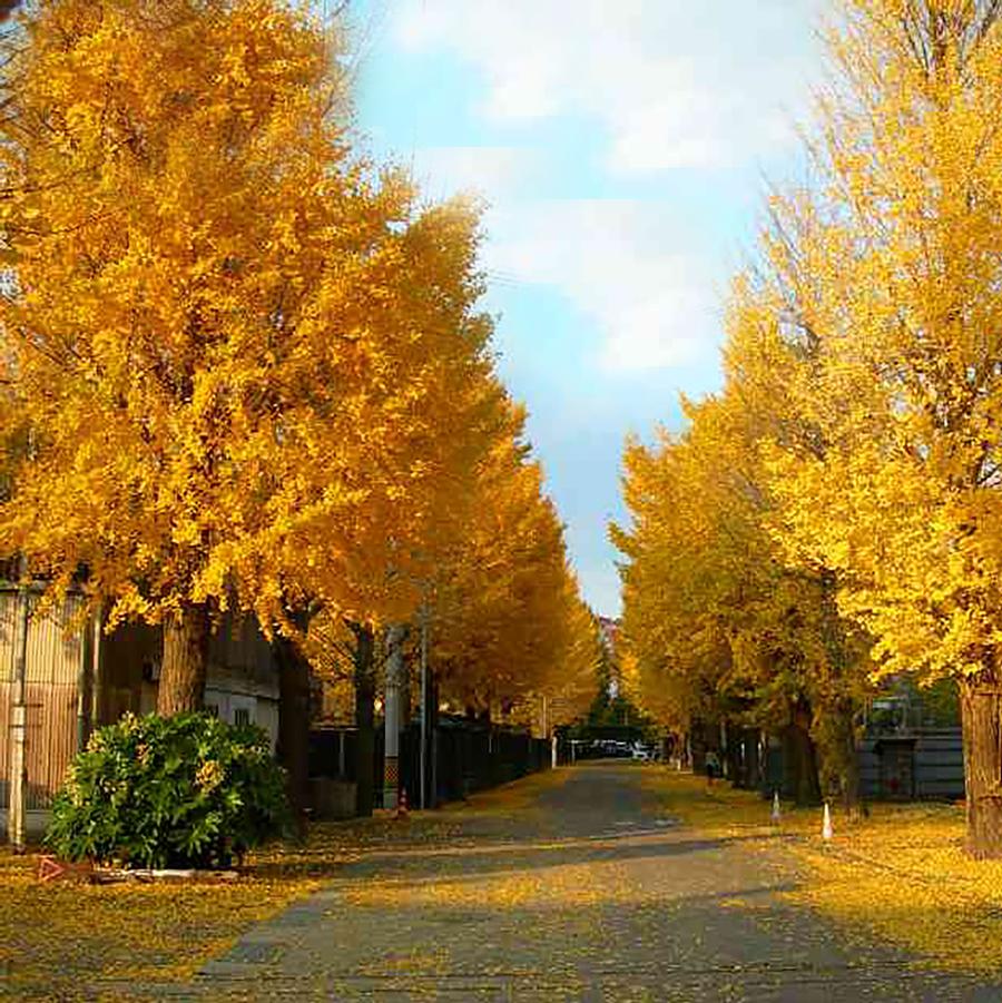 Ginkgo biloba Golden Colonnade®