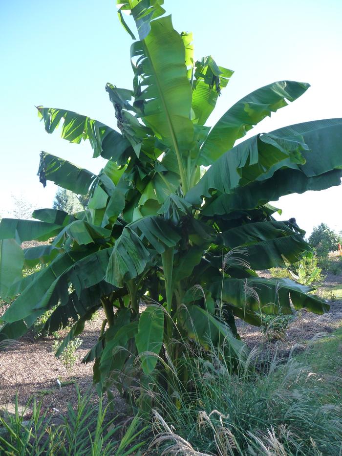 Musa basjoo
