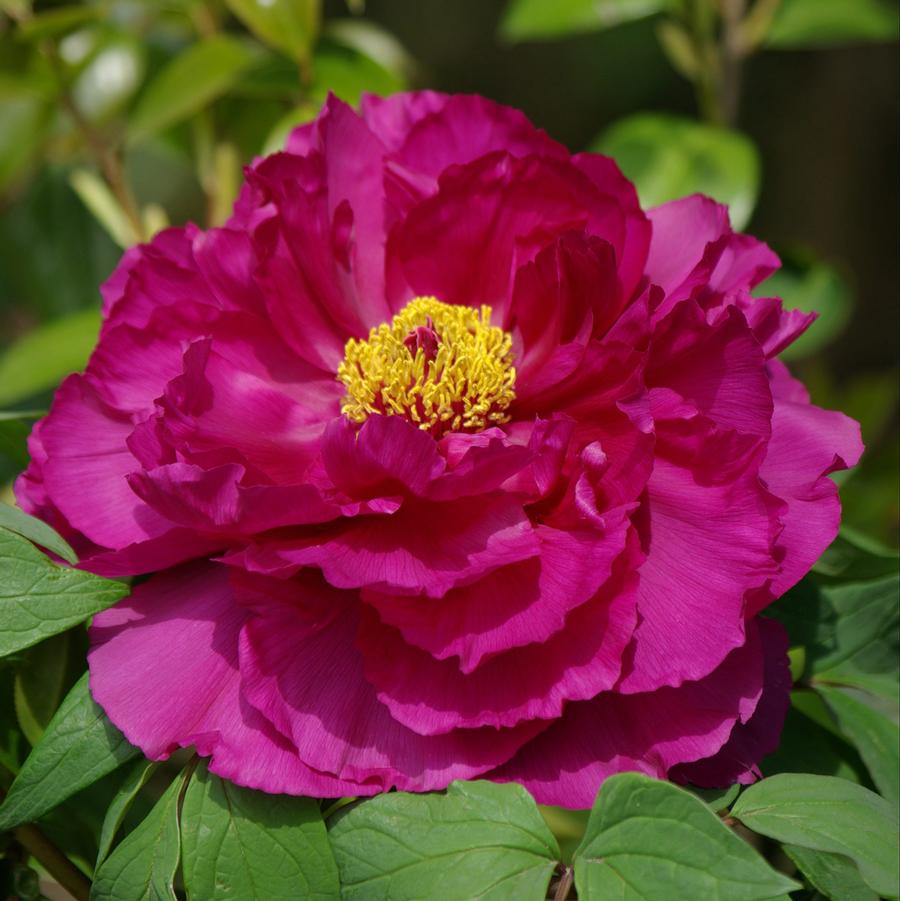 Paeonia suffruticosa Shimadaijin