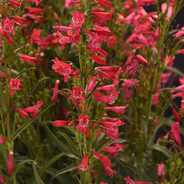 Penstemon Summit Sweets Ruby