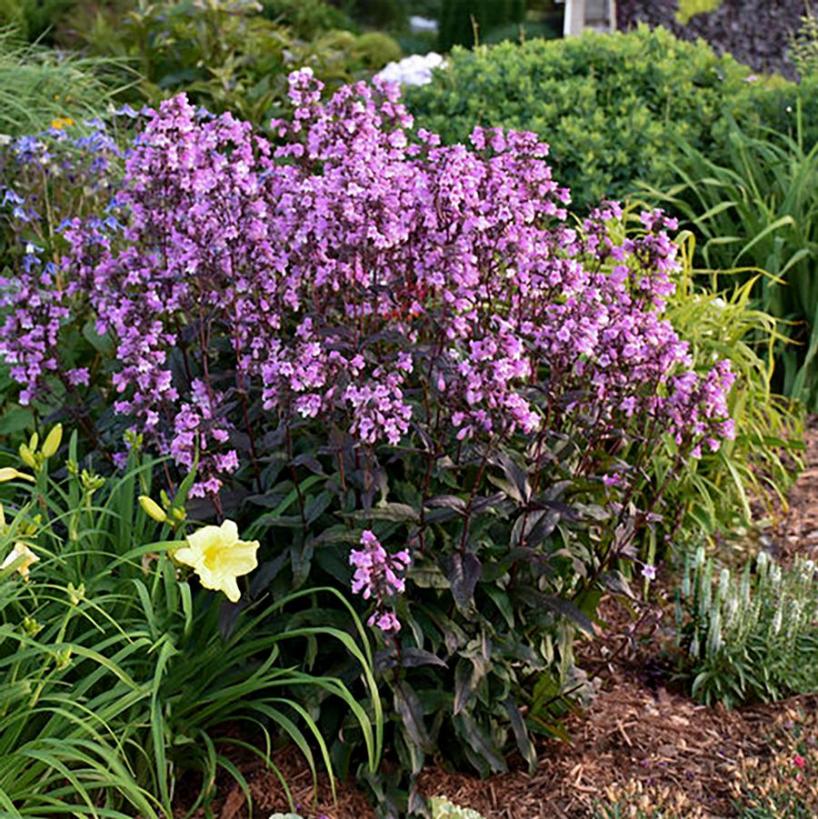 Penstemon hybrid Midnight Masquerade