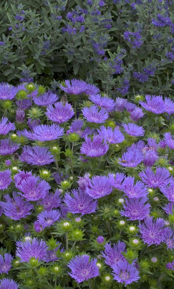 Stokesia Peachie's Pick
