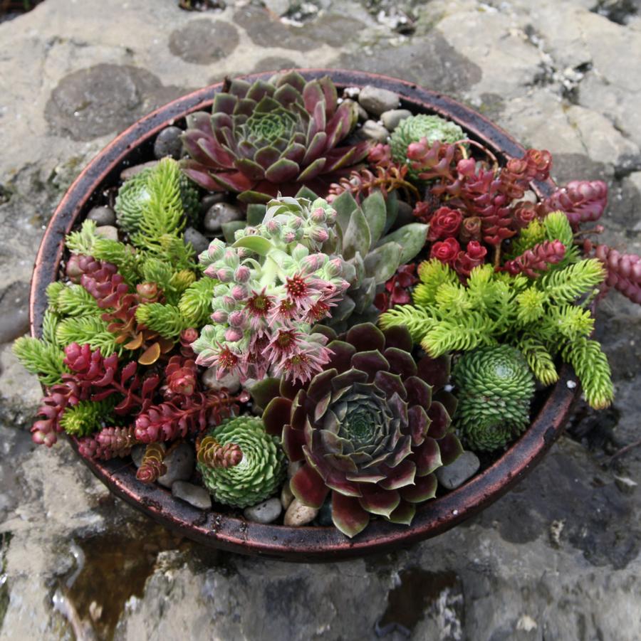 Planters Sunvivor 6 Sedum spp.; 4 Sempervivum spp.; 2 Echeveria spp.