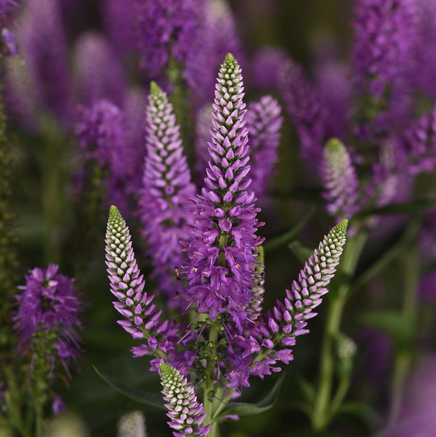 Veronica longifolia Skyward™ Lilac