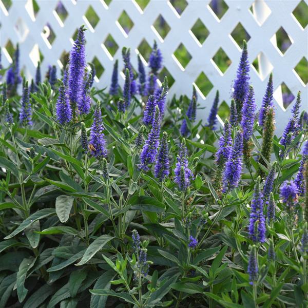 Veronica longifolia Skyward™ Blue