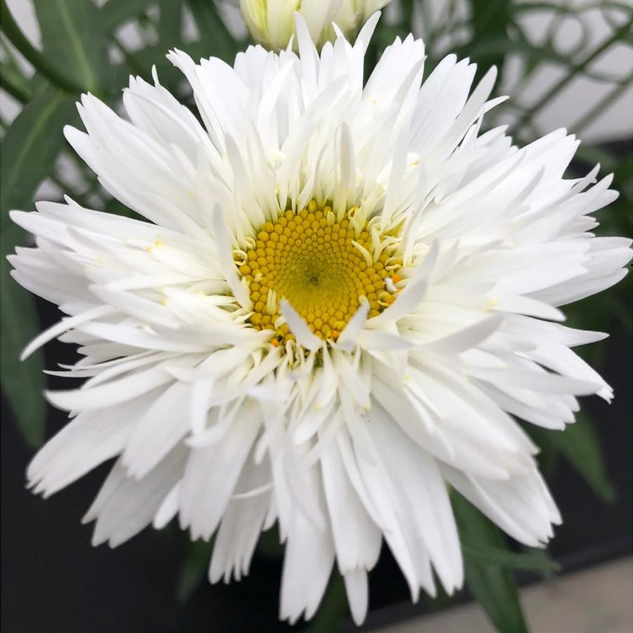 Leucanthemum x superbum Sweet Daisy™ Rebecca