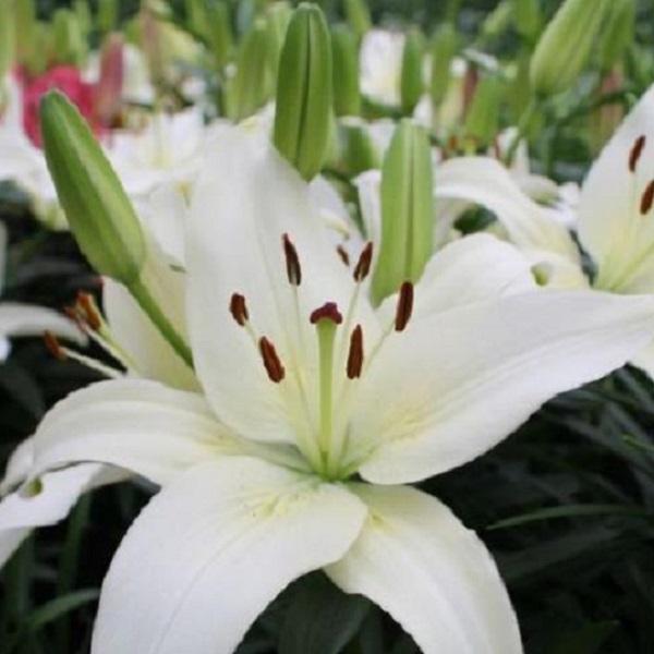 Lilium asiatic Sparkling Joy