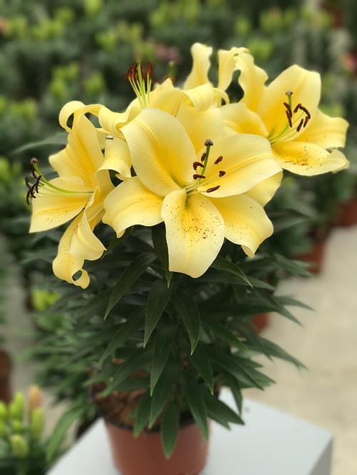 Lilium oriental Lily Looks Sunny Bliss
