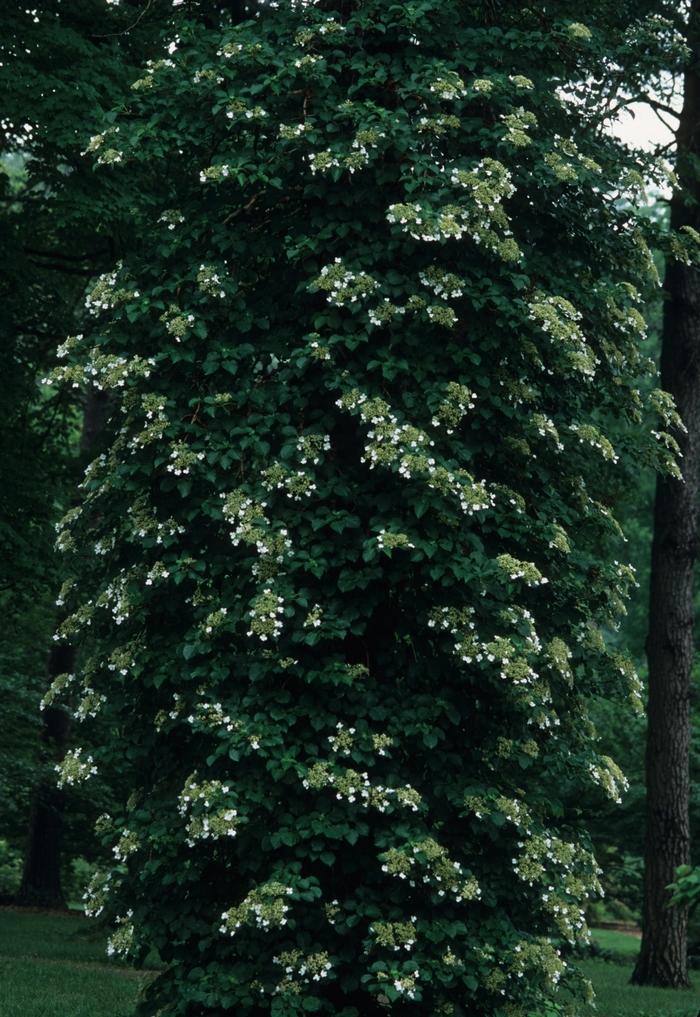 Hydrangea anomala petiolaris