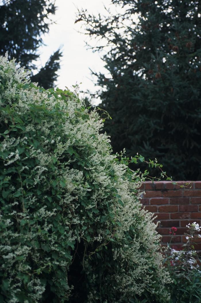 Polygonum aubertii
