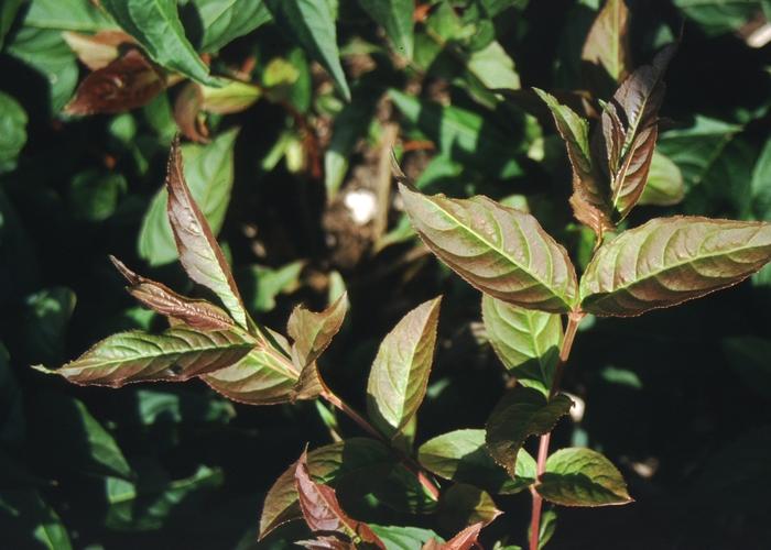 Diervilla lonicera