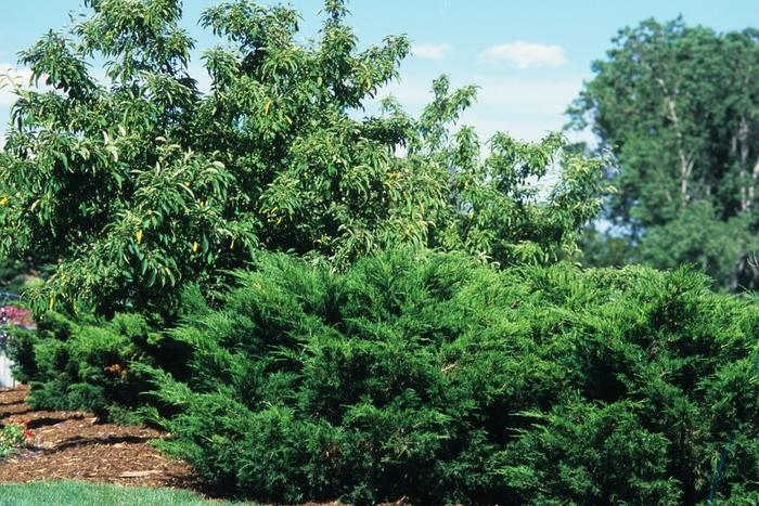 Juniperus chinensis Sea Green-Topiary