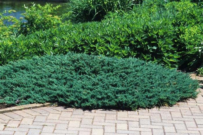 Juniperus horizontalis Blue Chip-Standard