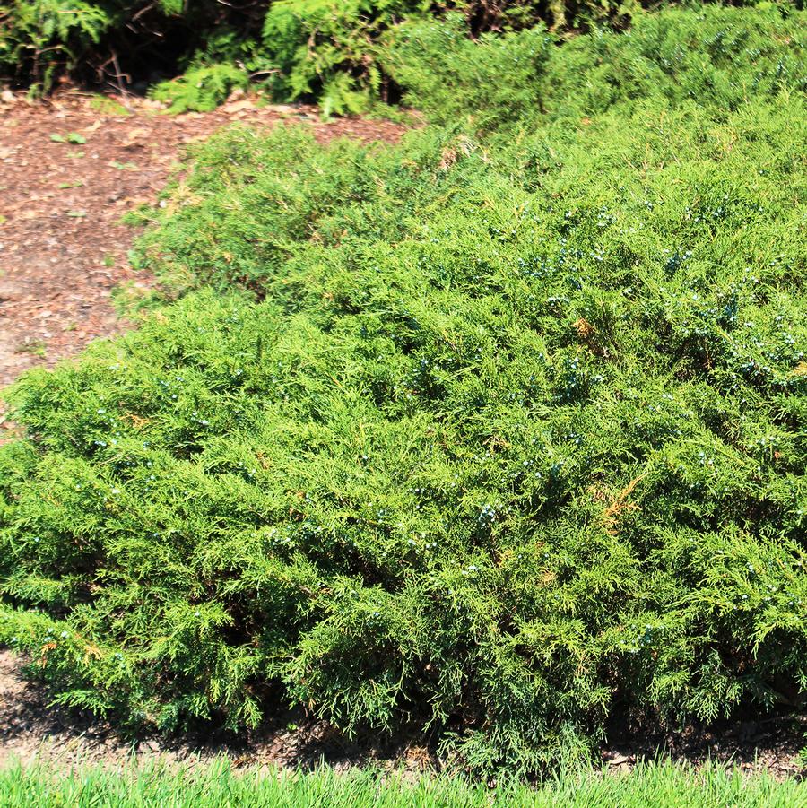 Juniperus sabina