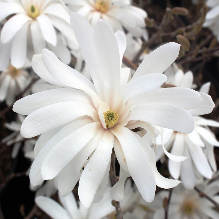 Magnolia stellata Royal Star