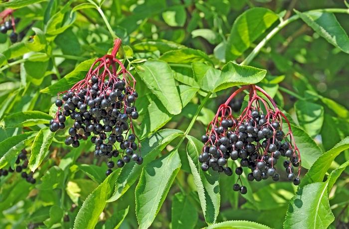 Sambucus canadensis