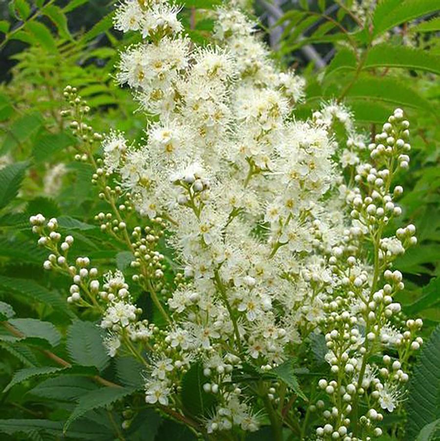 Sorbaria sorbifolia