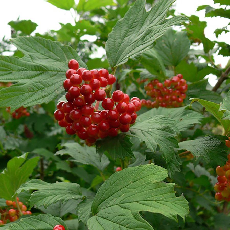 Viburnum trilobum