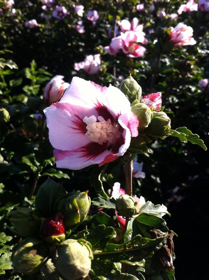 Hibiscus syriacus Hamabo - Standard