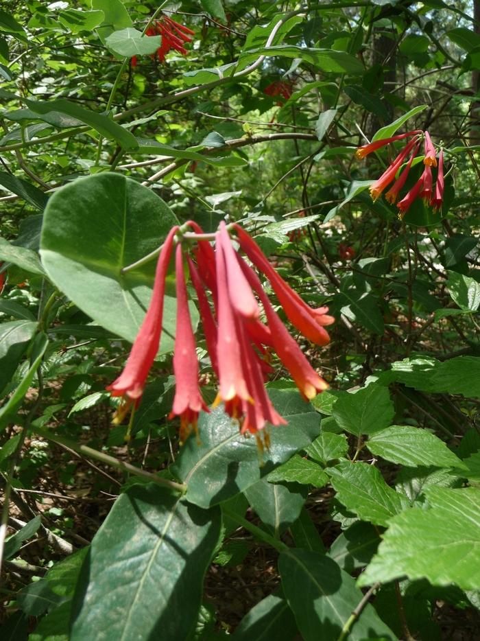 Campsis radicans
