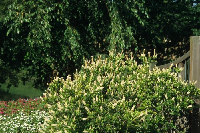 Clethra alnifolia