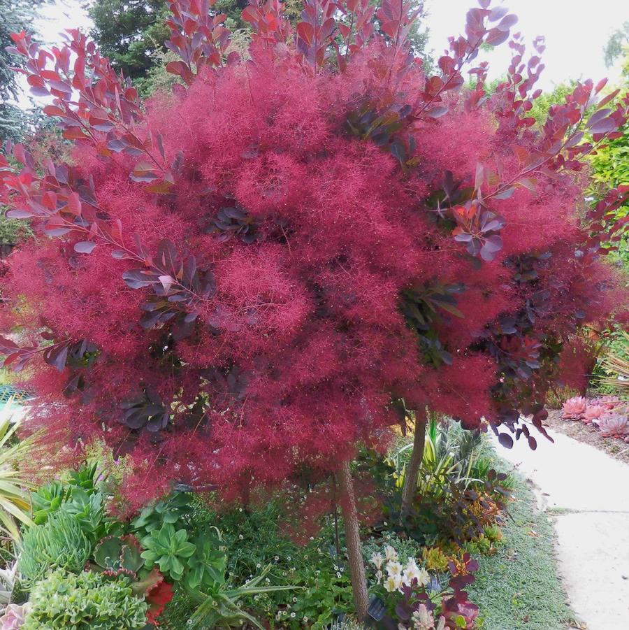 Cotinus coggygria Dusky Maiden 'Londus' EU 26492-Standard