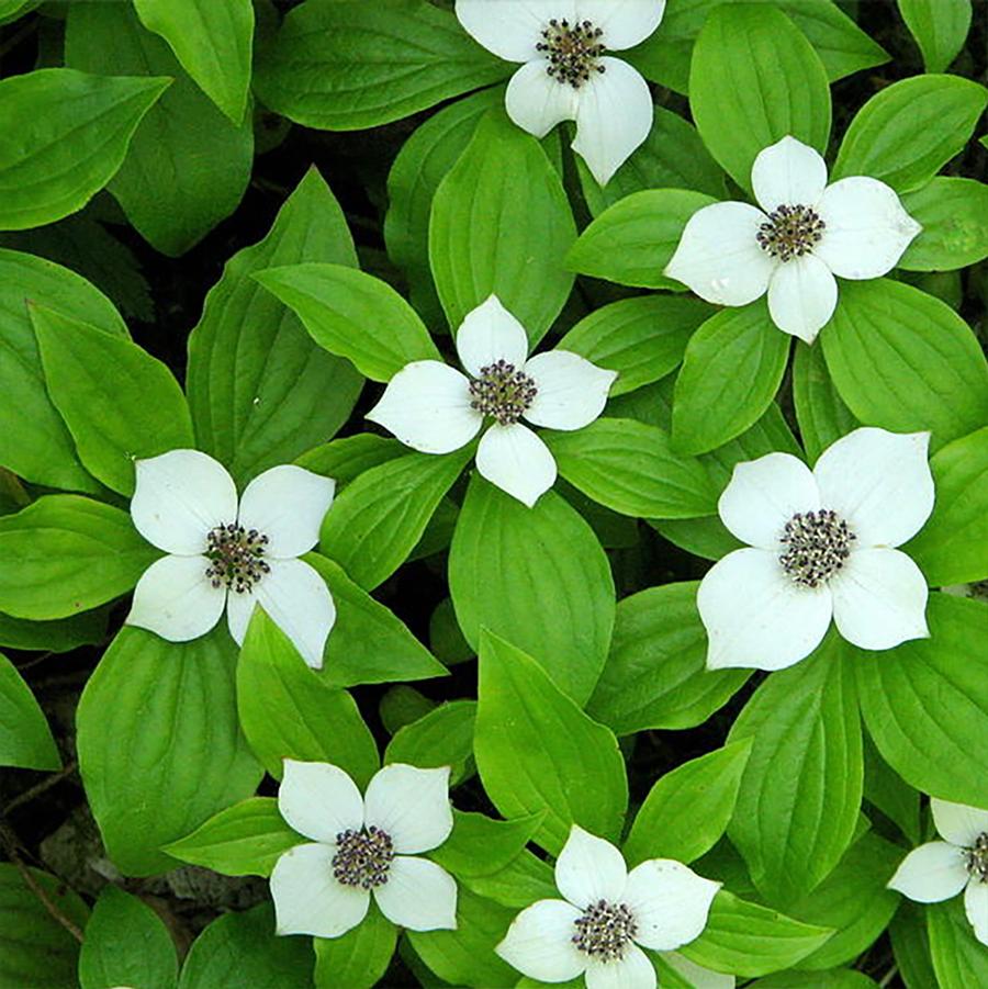 Cornus canadensis