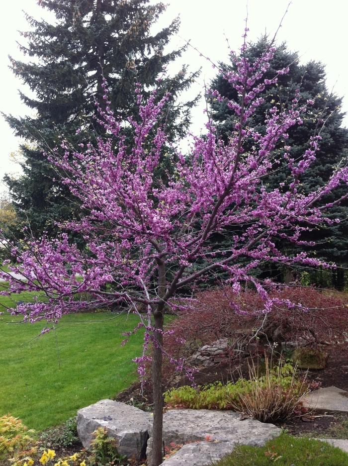 Cercis canadensis-Clump