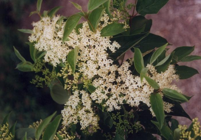 Cornus racemosa