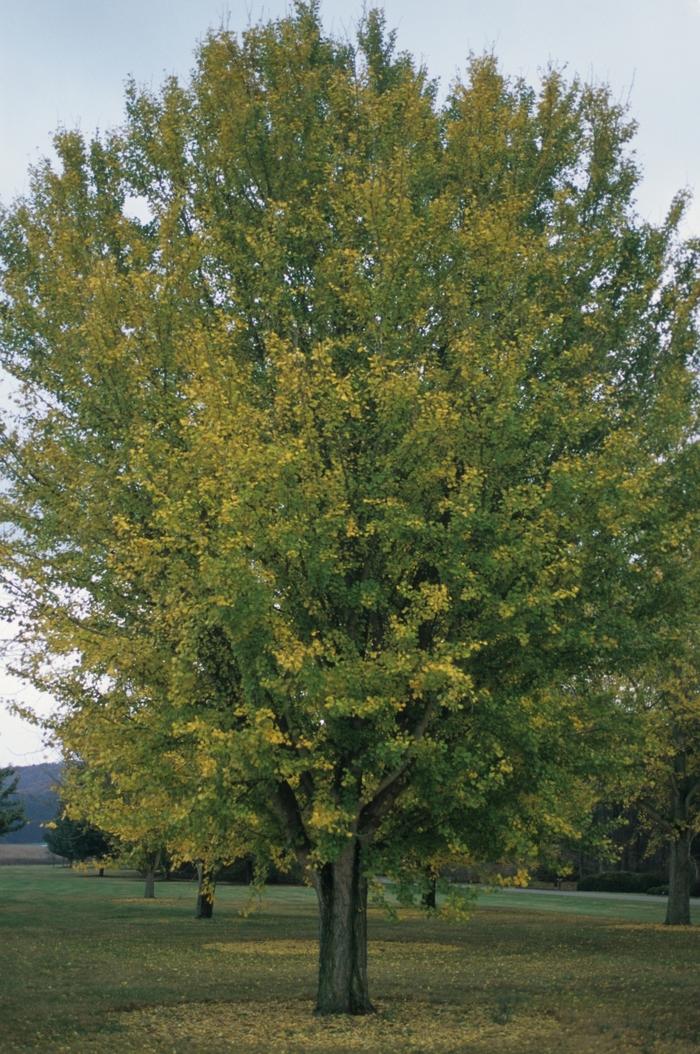 Ginkgo biloba