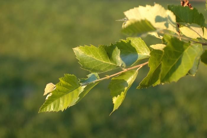 Betula nigra