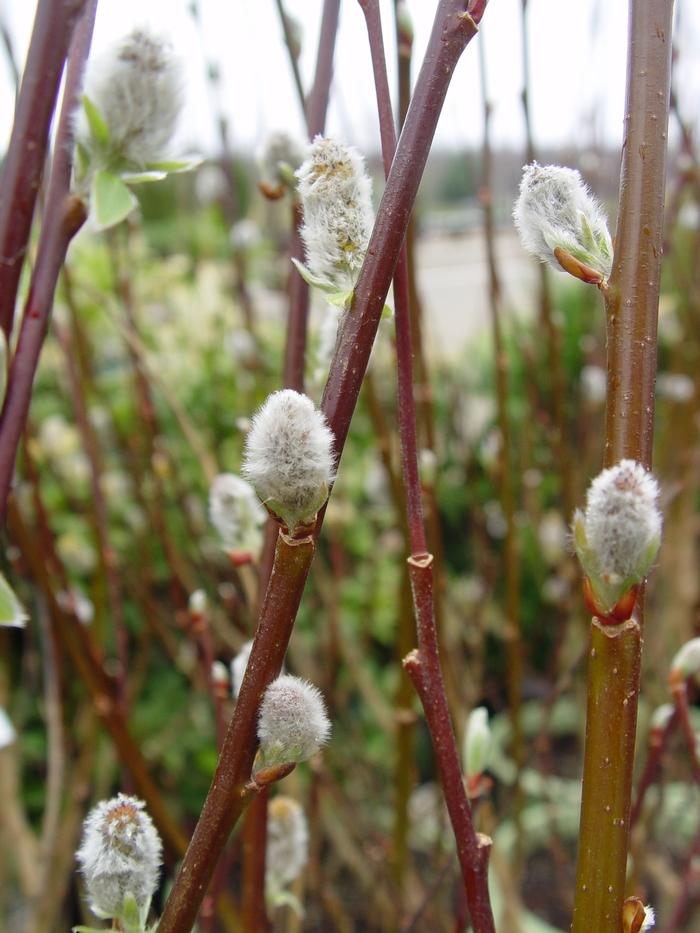 Salix discolor
