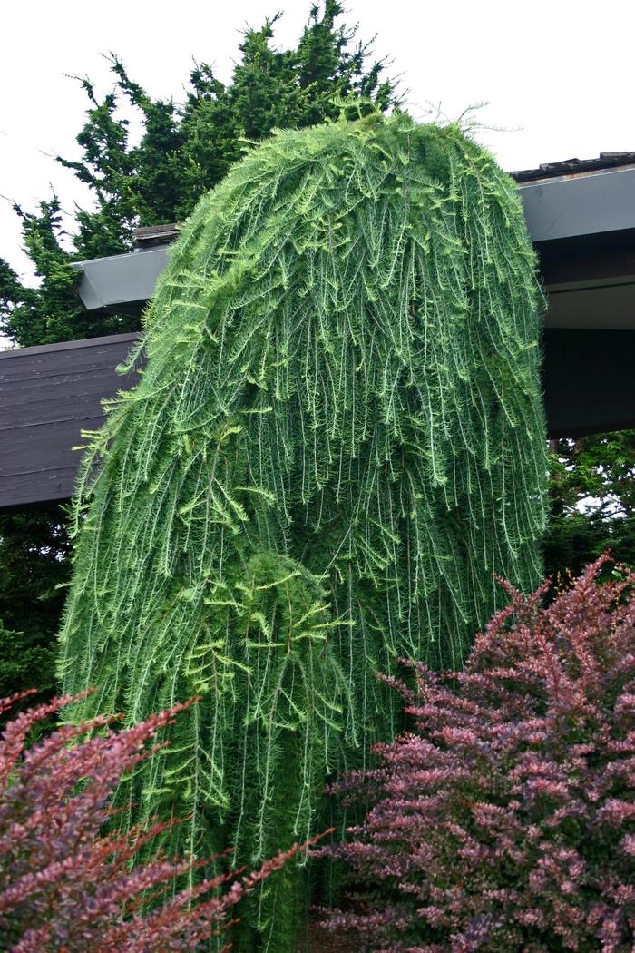 Larix decidua Pendula-Specimen