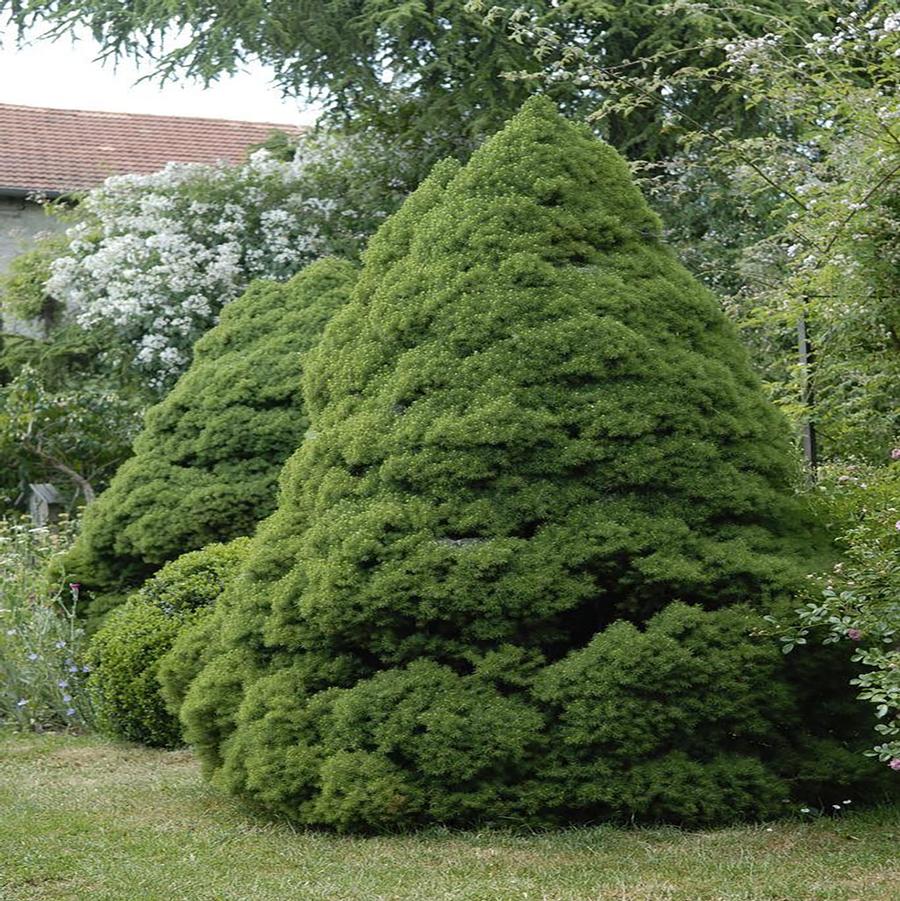 Picea glauca Conica
