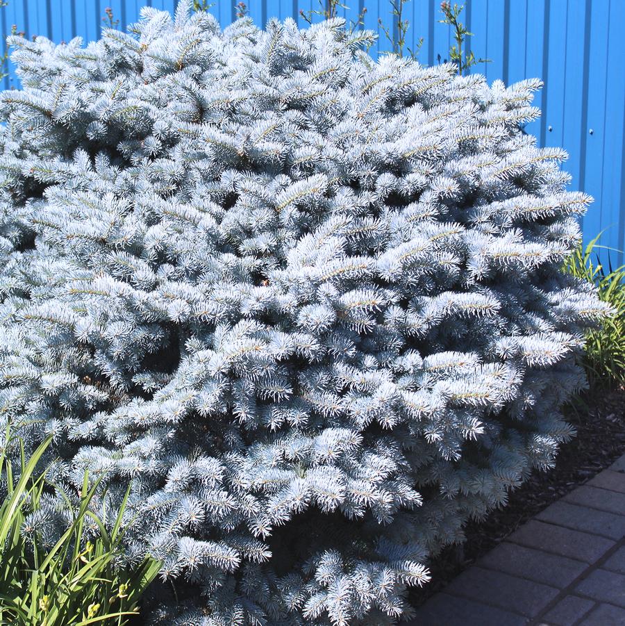 Picea pungens 'Glauca Globosa' - Globe Blue Spruce from Willowbrook Nurseries